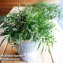 Mahonia 'Soft Caress' 7 Mahonia 'Soft Caress' -Greenworld Zone MAHO SOFTCARES U43357