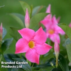 Mandevilla 'Sundaville Collection' -Greenworld Zone MAND BLOOMPINK L31741