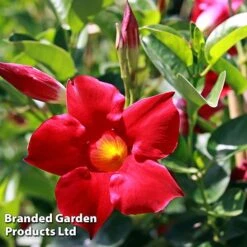 Mandevilla 'Sundaville Collection' -Greenworld Zone MAND BLOOMRED L31743