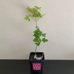 Field Maple Tree (Acer Campestre) Grown By Cotswold Trees 9 Field Maple Tree (Acer Campestre) Grown By Cotswold Trees -Greenworld Zone MAPLE2