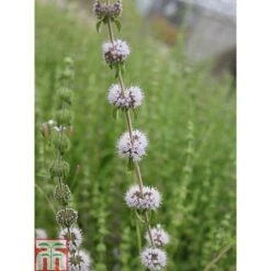 Mentha Pulegium (Marginal Aquatic) -Greenworld Zone MENT T78348 C h
