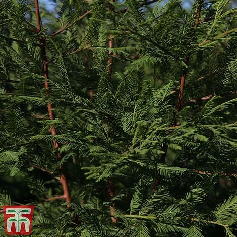 Metasequoia Glyptostroboides 1 Metasequoia Glyptostroboides