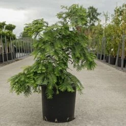 Metasequoia Glyptostroboides 'Chubby' -Greenworld Zone META CHUBBY S45905 NOW