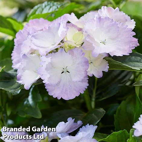 Hydrangea 'Angel Wings Blue' 2 Hydrangea 'Angel Wings Blue' - Image 2