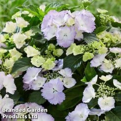 Hydrangea 'Angel Wings Blue' 9 Hydrangea 'Angel Wings Blue' -Greenworld Zone MH8427a