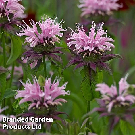 Monarda 'Beauty Of Cobham' 1 Monarda 'Beauty Of Cobham'
