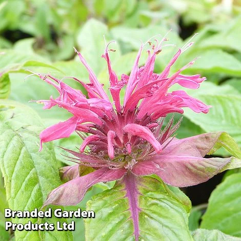 Monarda 'Mahogany' 1 Monarda 'Mahogany'