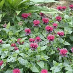 Monarda 'Fireball' -Greenworld Zone MONA T64428 B h