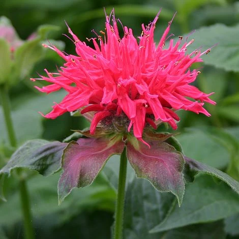 Monarda 'Pink Supreme' 1 Monarda 'Pink Supreme'