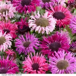 Monarda 'Elegant' Collection -Greenworld Zone MONA ELEGANTMX S44056