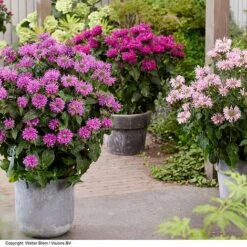 Monarda 'Elegant' Collection -Greenworld Zone MONA ELEGMAGEN S440501