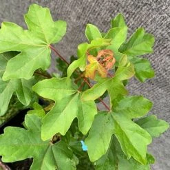 Field Maple Tree (Acer Campestre) Grown By Cotswold Trees 7 Field Maple Tree (Acer Campestre) Grown By Cotswold Trees -Greenworld Zone Maple Leaves