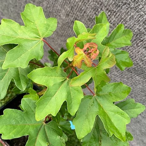 Field Maple Tree (Acer Campestre) Grown By Cotswold Trees 3 Field Maple Tree (Acer Campestre) Grown By Cotswold Trees - Image 3