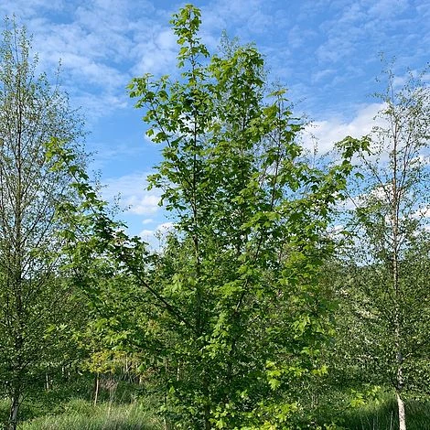 Field Maple Tree (Acer Campestre) Grown By Cotswold Trees 1 Field Maple Tree (Acer Campestre) Grown By Cotswold Trees