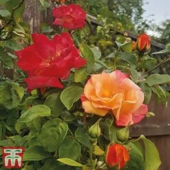 Rose 'Climbing Masquerade' 4 Rose 'Climbing Masquerade' -Greenworld Zone Masq