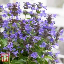 Nepeta 'Neptune' -Greenworld Zone NEPE KA9170 D