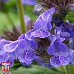 Nepeta 'Neptune' -Greenworld Zone NEPE KA9170 E