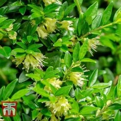 Lonicera Pileata -Greenworld Zone NEW 2018 Master