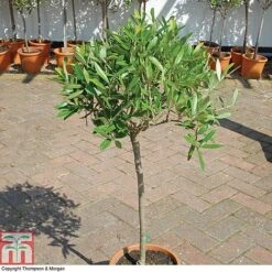 Olive Tree (Standard) 23 Olive Tree (Standard) -Greenworld Zone OLIV T45799 A