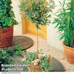 Olive Tree (Standard) 16 Olive Tree (Standard) -Greenworld Zone OLIV STANDARD H25242