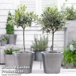 Olive Tree (Standard) 14 Olive Tree (Standard) -Greenworld Zone OLIV STANDARD H48248