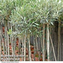 Olive Tree (Standard) 17 Olive Tree (Standard) -Greenworld Zone OLIV STANDARD T25247