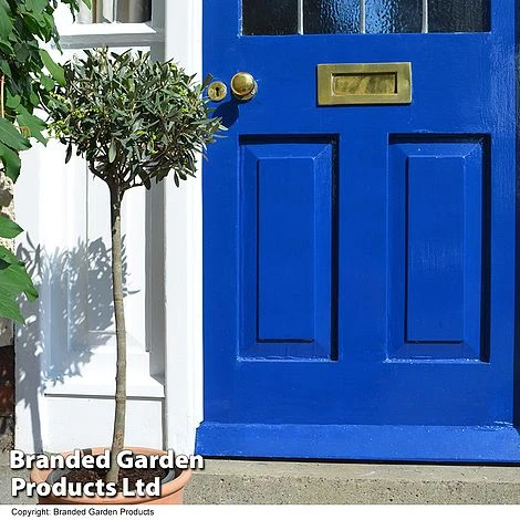 Olive Tree (Standard) 8 Olive Tree (Standard) - Image 8