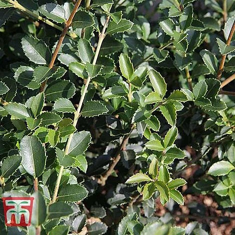 Osmanthus Delavayi 1 Osmanthus Delavayi