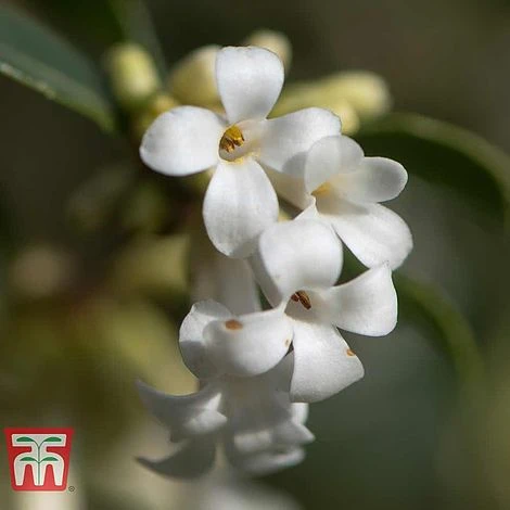 Osmanthus Delavayi 2 Osmanthus Delavayi - Image 2