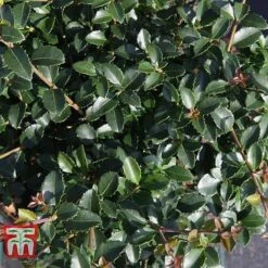 Osmanthus Delavayi 7 Osmanthus Delavayi -Greenworld Zone OSMA T63584 D