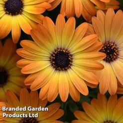 Osteospermum 'Dazzling Duo' -Greenworld Zone OSTE SERENSUNS S26077