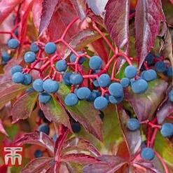 Parthenocissus Quinquefolia -Greenworld Zone PART T58015 C