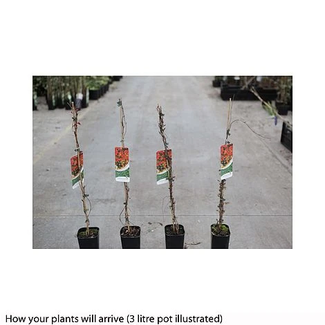 Parthenocissus Tricuspidata 'Veitchii' 2 Parthenocissus Tricuspidata 'Veitchii' - Image 2