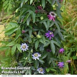 Passiflora Collection 7 Passiflora Collection -Greenworld Zone PASS TRIO T44029