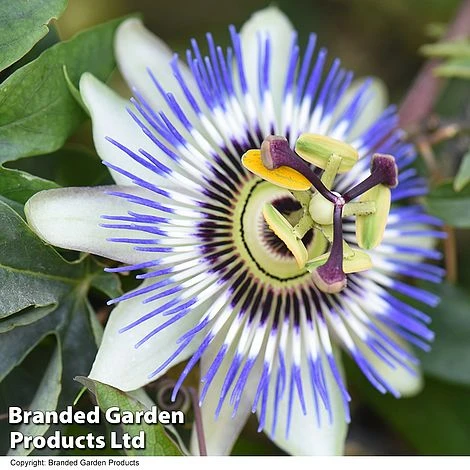 Passiflora Caerulea On A Hoop 2 Passiflora Caerulea On A Hoop - Image 2