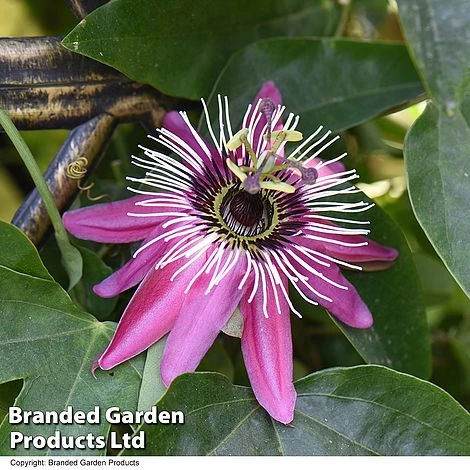 Passiflora Violacea On A Hoop 2 Passiflora Violacea On A Hoop - Image 2