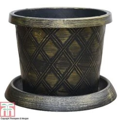 Agapanthus Midnight Cascade Collection -Greenworld Zone PATI T56850P B1