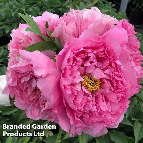 Tree Peony 'Yin Hong Qiao Dui' 2 Tree Peony 'Yin Hong Qiao Dui' - Image 2