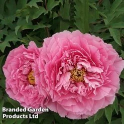 Tree Peony 'Yin Hong Qiao Dui' 5 Tree Peony 'Yin Hong Qiao Dui' -Greenworld Zone PEON YINHONGQI S50999