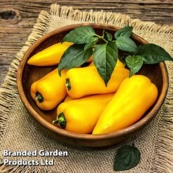 Pepper And Chilli Collection -Greenworld Zone PEPP PILLARYEL L38583