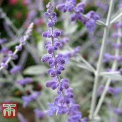 Perovskia Atriplicifolia 'Silvery Blue' -Greenworld Zone PERO T62071 D