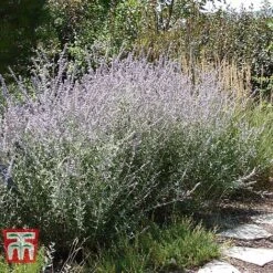 Perovskia Atriplicifolia 'Silvery Blue' -Greenworld Zone PERO T62071 E