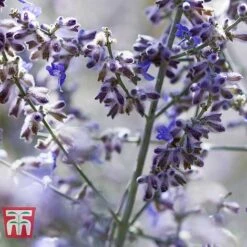 Perovskia Atriplicifolia 'Silvery Blue' -Greenworld Zone PERO T62071 F