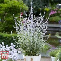Perovskia Atriplicifolia 'Silvery Blue' -Greenworld Zone PERO T62071 G