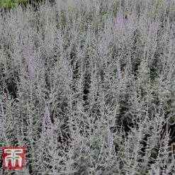 Perovskia Atriplicifolia 'Silvery Blue' -Greenworld Zone PERO T62071 H