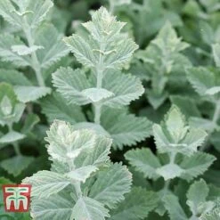 Perovskia Atriplicifolia 'Silvery Blue' -Greenworld Zone PERO T62071 I