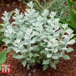 Perovskia Atriplicifolia 'Silvery Blue' -Greenworld Zone PERO T62071 J