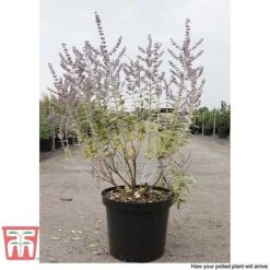 Perovskia Atriplicifolia 'Silvery Blue' -Greenworld Zone PERO T62071 K