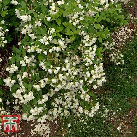 Philadelphus 'Manteau D'Hermine' 2 Philadelphus 'Manteau D'Hermine' - Image 2