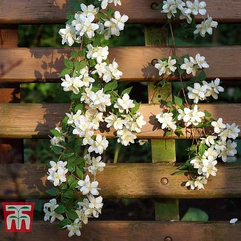 Philadelphus 'Albatre' 1 Philadelphus 'Albatre'